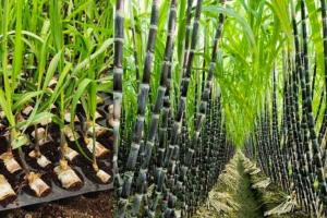 गन्ने का प्रदर्शन प्लांट लगाने पर प्रति एकड़ मिलेगा 8 हजार रुपये अनुदान