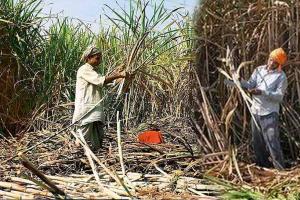 सरकार का दावा : उत्तर प्रदेश में गन्ना किसानों का हुआ रिकार्ड तोड़ भुगतान
