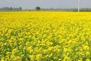 कैसे करें सरसों की फसल की देखभाल