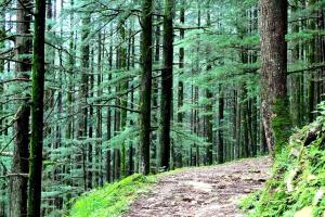 देश के वन एवं वृक्षों से भरे क्षेत्र में 2,261 किमी. का इजाफा
