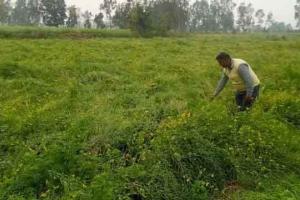 बारिश से पंजाब में आलू की फसल को भारी नुक्सान