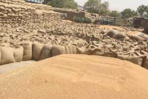 हरियाणा में एक अप्रैल से होगी गेहूं की खरीद