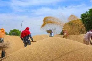 हरियाणा में पहली अप्रैल से शुरू होगी गेहूं खरीद