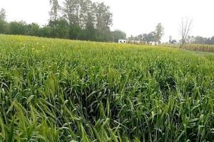 गेहूं खरीद: 23208 किसानों को वितरित किए 374 करोड़ 32 लाख रुपये
