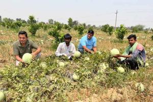 वाह! बंजर जमीन पर उगा डाले रंग-बिरंगे तरबूज