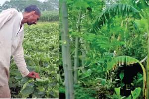 पौना एकड़ भूमि से लाखों कमा रहा किसान फूल कुमार