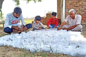 आसमान से बरस रही आग से फसल बचाने में जुटे किसान, अपना रहे देसी तरीका