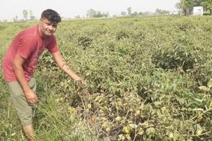 भीषण गर्मी: झुलसा रोग की चपेट में आई टमाटर की फसल, किसानों की बढ़ी चिंता