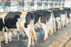 ब्राजील के सहयोग से हिसार में सुधारी जाएगी पशुओं की नस्ल