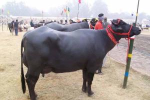 मुर्रा भैस का फैन हुआ ब्राजील