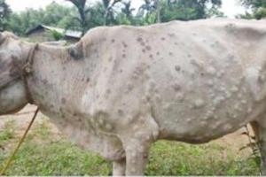 लम्पी स्किन : डेयरियों में कम हुई गायों के दूध की आमद