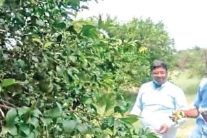 रेत के टिब्बों पर लहलहा रहे मौसमी व किन्नू के बाग, कमा रहे लाखों