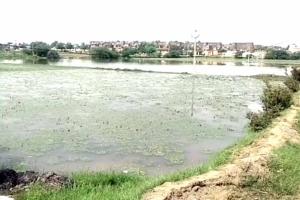 हनुमानगढ़ शहर : बरसाती पानी में डूबी सिंघाड़े की फसल, लाखों के नुकसान की आशंका