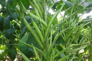 ग्वार की पछेती फसल को झुलसा रोग से बचाए किसान: डॉ.सैनी