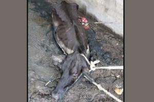 गौ सेवकों ने दलदल में फंसी गाय को निकाला बाहर
