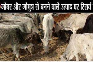 सड़कों पर घूमने वाली गऊओं के लिए बनेगा ‘गोवन’