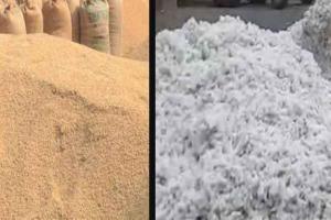 किसानों के लिए मुनाफे का सौदा बन रही 1509 धान और कपास