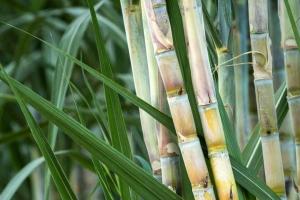 खुशखबरी: हरियाणा में शीघ्र तय किये जाएंगे गन्ने के भाव