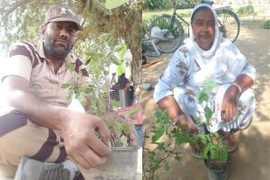 चंडीगढ़ के डेरा प्रेमियों ने पेड़ लगाकर मनाई दिवाली