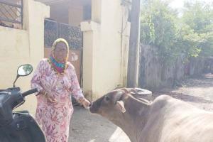 डॉ. एमएसजी के आह्वान पर बेसहारा जीव-जन्तुओं को रोटी खिला रही साध-संगत