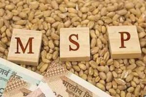 मोदी सरकार ने बढ़ाया गेहूं और सरसों का एमएसपी
