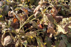 70 फीसदी दलहनी फसल नष्ट, बीमा कंपनी ने किया सर्वे