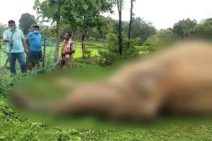 करेंट की चपेट में आने से जंगली हाथी की मौत