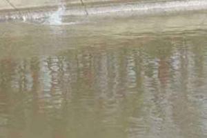 बरूवाली नहर के टूटने से 50 एकड़ में खड़ी फसल डूबी