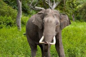 कुएं में गिरा हाथी और फिर….
