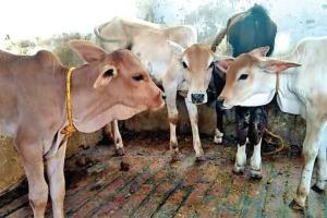 अब इंसानों के साथ-साथ दुधारू पशुओं के भी आधार कार्ड!