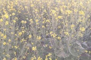 सरसों की फसल पर पड़ी सर्दी की मार: फसल बर्बाद