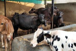 कड़ाके की ठंड में दुग्ध उत्पादन पर पड़ा असर