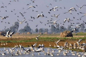 जलाशयों में दिखाई दे रही प्रवासी पक्षियों की अटखेलियाँ