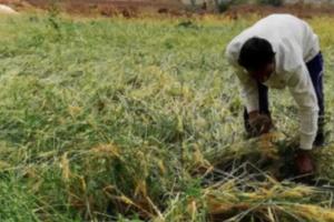 फसल बीमा के नाम पर पैसे इकट्ठे कर रहे कुछ लोग, किसी को पैसे न दें