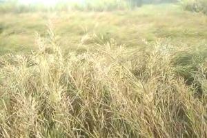 बारिश ने बढ़ाई धरती पुत्र की परेशानी सरसों की फसल पर पड़ा बारिश का असर
