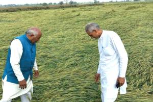 सरकार बारिश के कारण खराब हुई गेहूं फसल की तुरंत करवाए गिरदावरी-पूर्व विधायक पदम दहिया