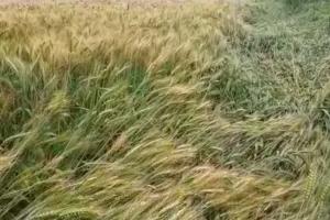 बेमौसमी बरसात के साथ तेज हवा बनी किसानों के लिए आफत, खेतों में बिछी तैयार गेहूं की फसल