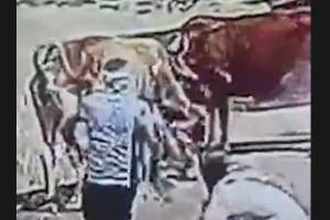 भाई के साथ चॉकलेट लेने निकली 4 साल की मासूम को गाय ने उठाकर पटका, सींगों से बुरी तरह घसीटा