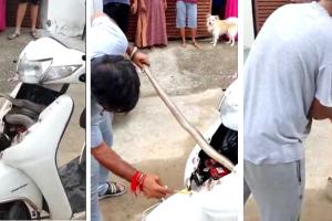 विडियो: स्कूटी में स्नैक, कोबरा को देख खड़े हुए रौंगटे