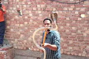 Cobra: टोहाना में कोबरा सांप की फुंकार से दहले मजदूर