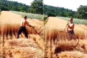 VIDEO: जुगाड़ी किसान! गेहूं की कटाई देखकर हर कोई हैरान