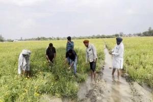 Sangrur: गेहूं की जगह की फूलों की खेती, अच्छे मुनाफे की थी उम्मीद, अचानक कुदरत के कहर ने सब कुछ किया तबाह