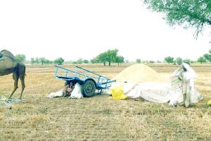 बारिश के कारण गेहूं कटाई और तूड़ी बनाने का काम रुका