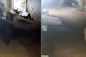 पीछे आ रही ‘मौत’ से बचाकर ‘जिंदगियों’ को हांककर ले गया कुत्ता