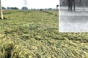 IMD Update: हे राम जी कुछ रहम करो… मौसम विभाग ने फिर दी चेतावनी, हरियाणा समेत इन राज्यों में बारिश की संभावना