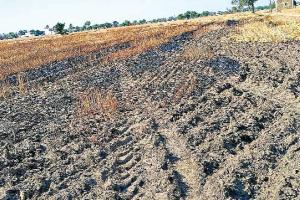 Fatehabad News: कंबाइन मशीन से निकली चिंगारी, 8 कनाल गेहूं की फसल स्वाह