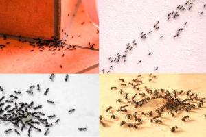 चींटियों से हैं परेशान तो अपनाएं ये समाधान