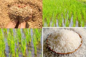 Basmati Rice: बासमती धान: कम लागत में पाएं बेशुमार पैदावार