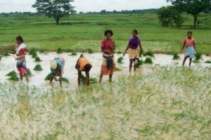 Paddy Season in Punjab: धान की सीधी बिजाई करने वाले किसानों के लिए अच्छी खबर