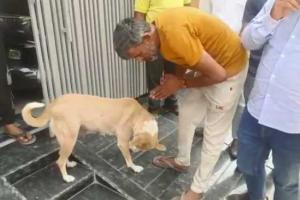 पानीपत में कुतिया के पैर पकड़कर मांगी माफी, Video वायरल